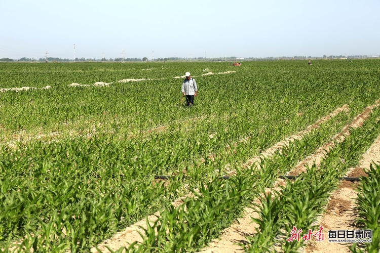 甘州区碱滩镇：夏日田间管护忙_fororder_2