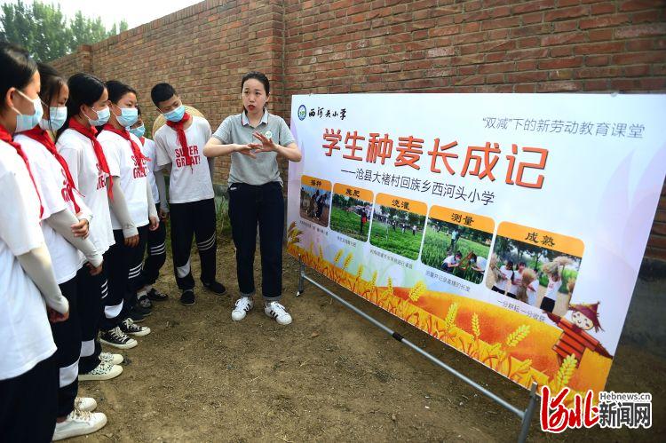 河北沧县：校园夏收麦飘香