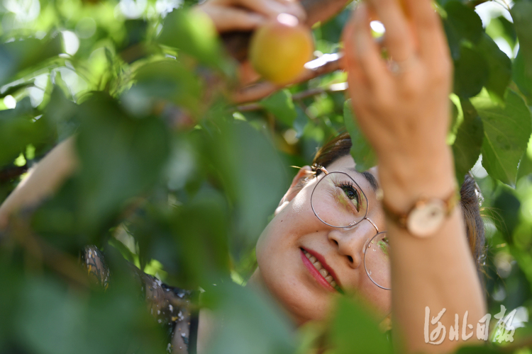 按图索冀｜盛夏七月杏飘香