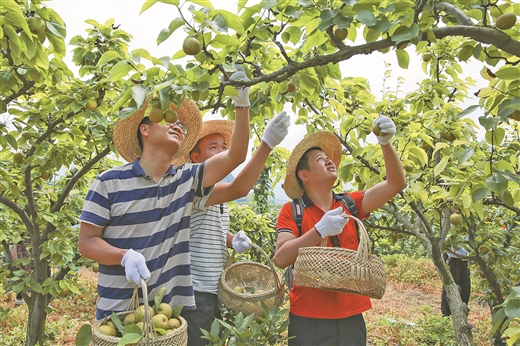 广西富川：春来花满树 夏至果压枝