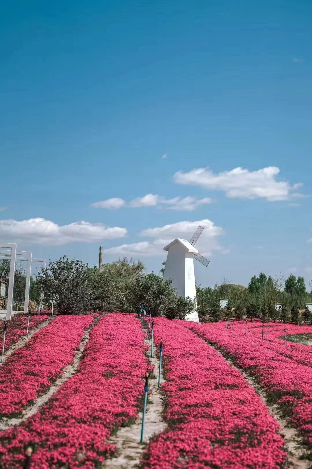 大庆市“花经济”助力乡村振兴