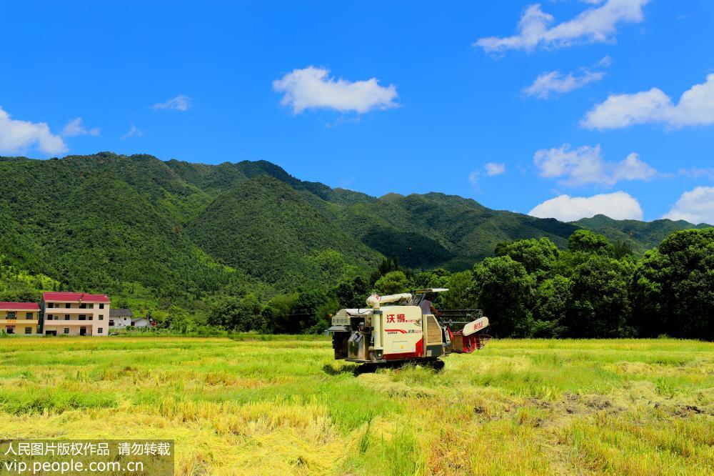 江西泰和：中稻丰收喜开镰