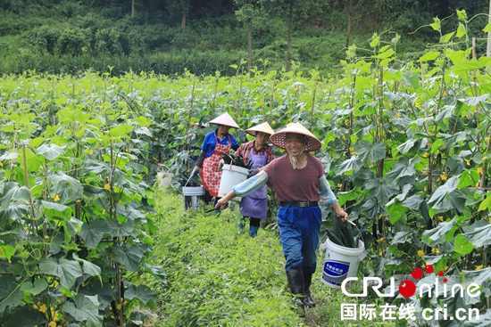 贵州麻江：奋力推进蔬菜产业高质量发展_fororder_麻江2