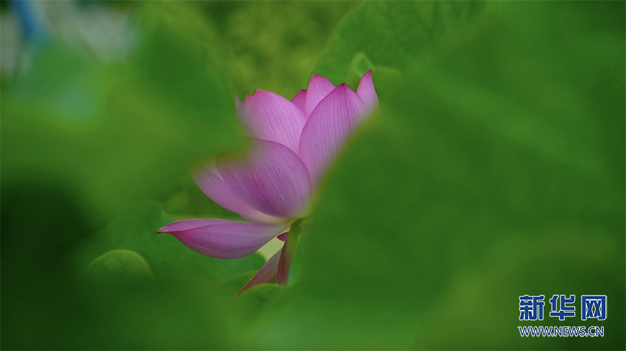 重庆：美在当“夏” 风荷摇曳夏日田园画卷