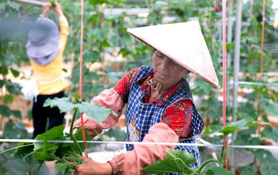 （供稿）贵州都匀摆茶科研基地进入大田管护关键期_fororder_微信图片_20220711160427