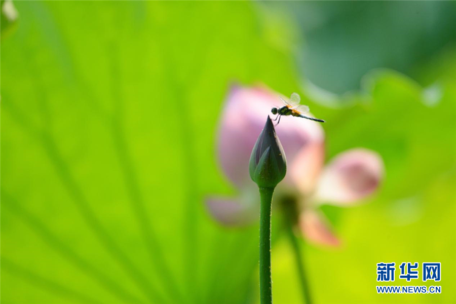 武汉：凉风起 秋荷香