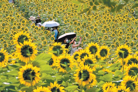 奥森公园北园葵花争相开放