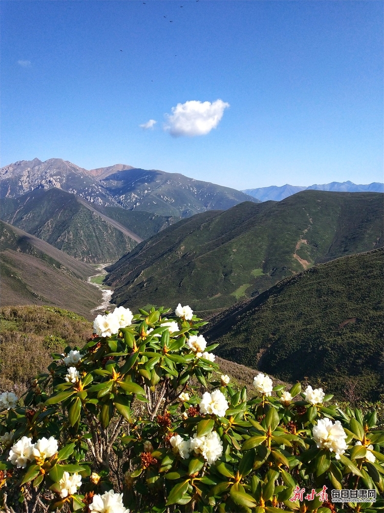 【轮播图】躺在草原看雪山 听着牧歌赏杜鹃 天祝的夏日美得让人窒息_fororder_2