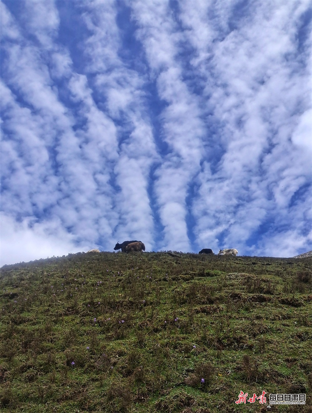 【轮播图】躺在草原看雪山 听着牧歌赏杜鹃 天祝的夏日美得让人窒息_fororder_6