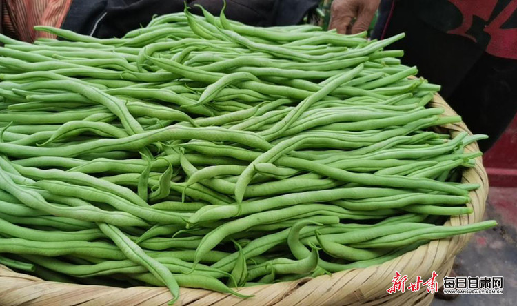 陇南成县店村镇无筋豆鼓起菜农钱袋子_fororder_3