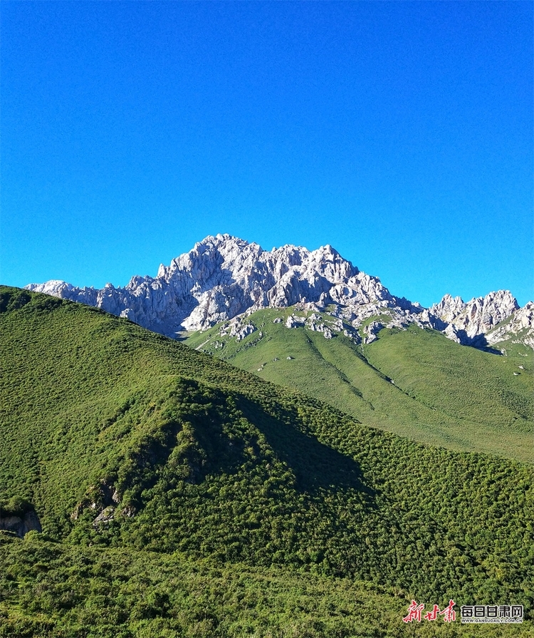 【轮播图】躺在草原看雪山 听着牧歌赏杜鹃 天祝的夏日美得让人窒息_fororder_1