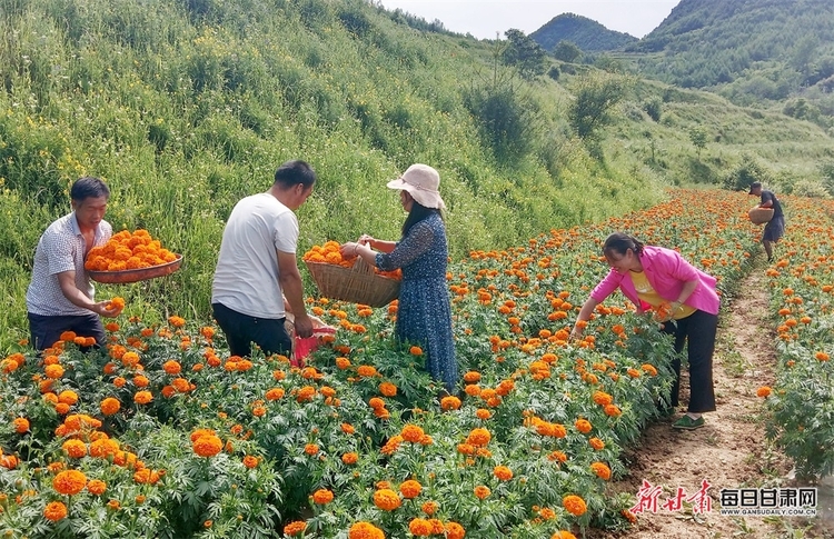 陇南成县鸡峰镇：万寿菊丰收 花农笑开“花”_fororder_2