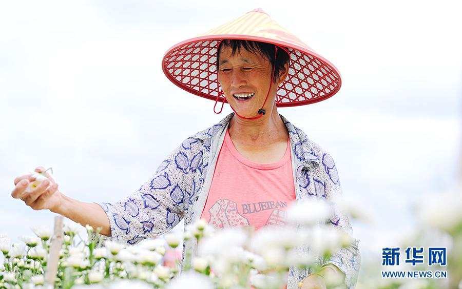 重庆：七月田间采菊忙 一路芬芳助增收