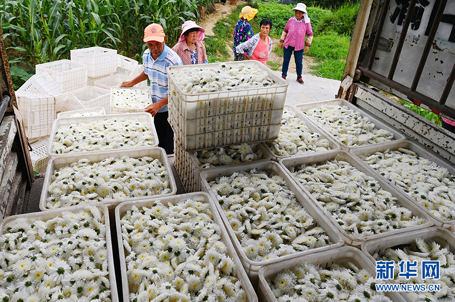 重庆：七月田间采菊忙 一路芬芳助增收