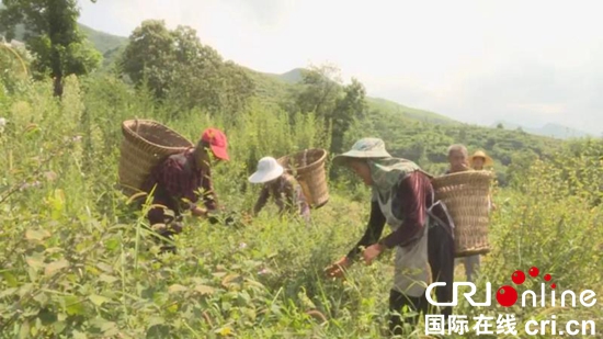 贵州关岭纸厂村：刺梨丰收助村民脱贫致富