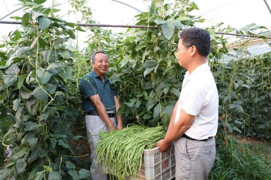 【客户端转发】南阳市新野县长豆角架起“致富梯”