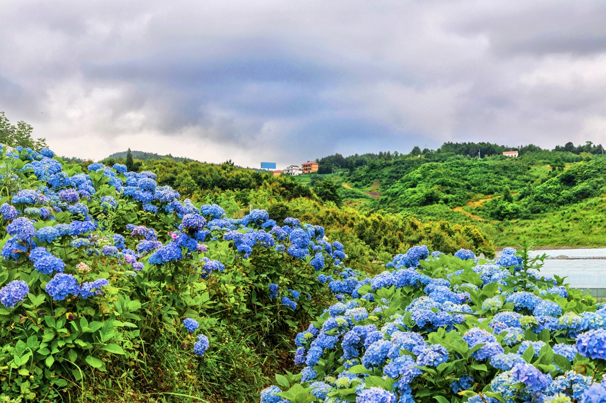 六盘水市钟山区大地印象：绣球花开迎客来_fororder_钟山区大地印象：绣球花开迎客来（图片3）