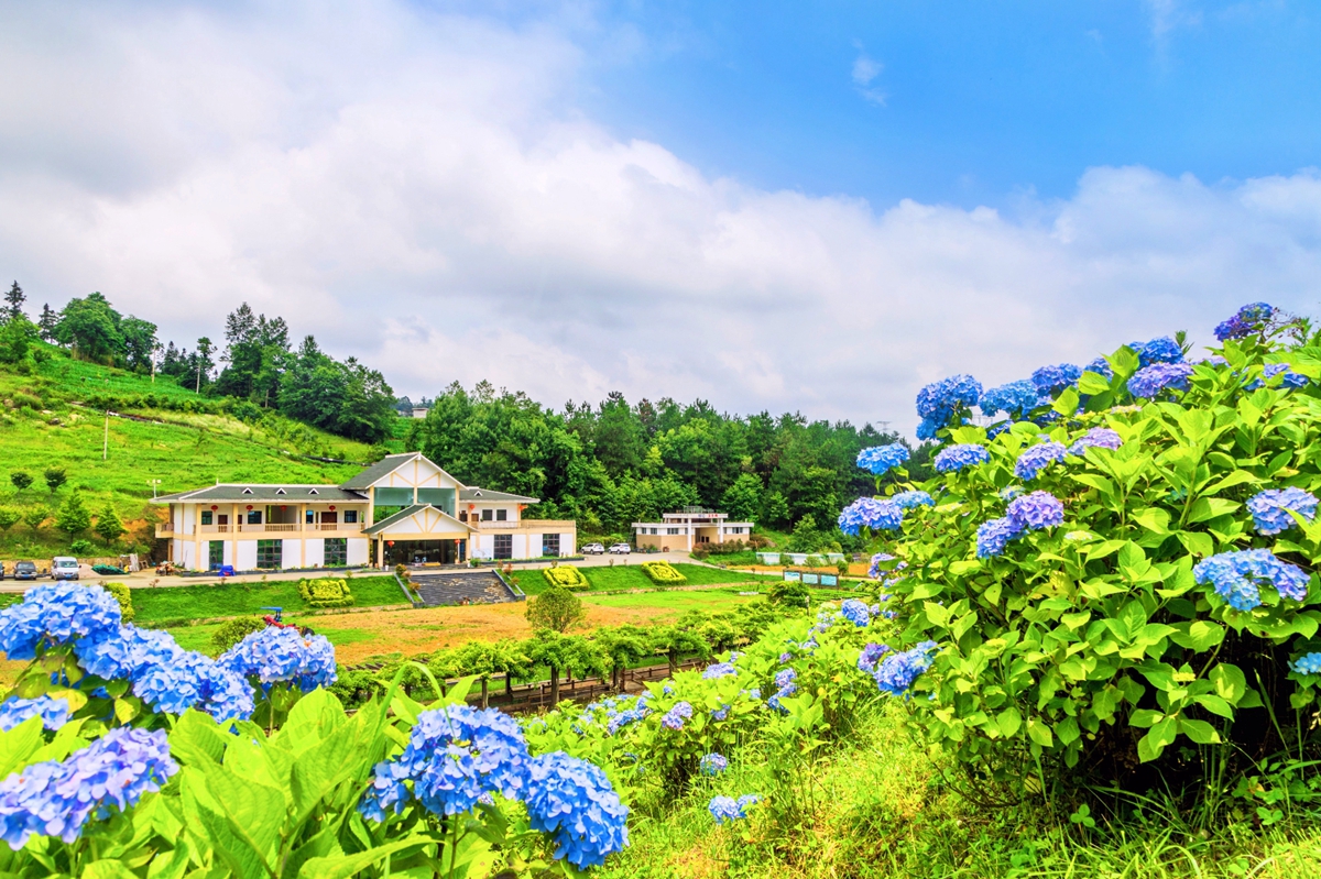 六盘水市钟山区大地印象：绣球花开迎客来_fororder_钟山区大地印象：绣球花开迎客来（图片1）