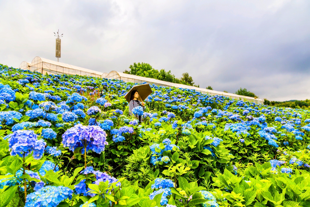 六盘水市钟山区大地印象：绣球花开迎客来_fororder_钟山区大地印象：绣球花开迎客来（图片8）