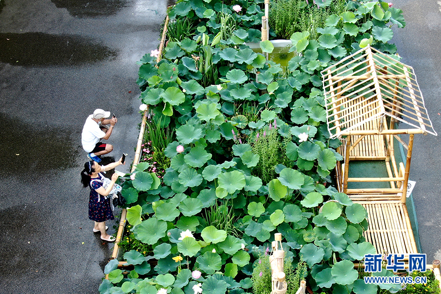 湖北武汉：夏日荷花迎客来