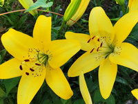 Best Time for Admiring Lily Flowers