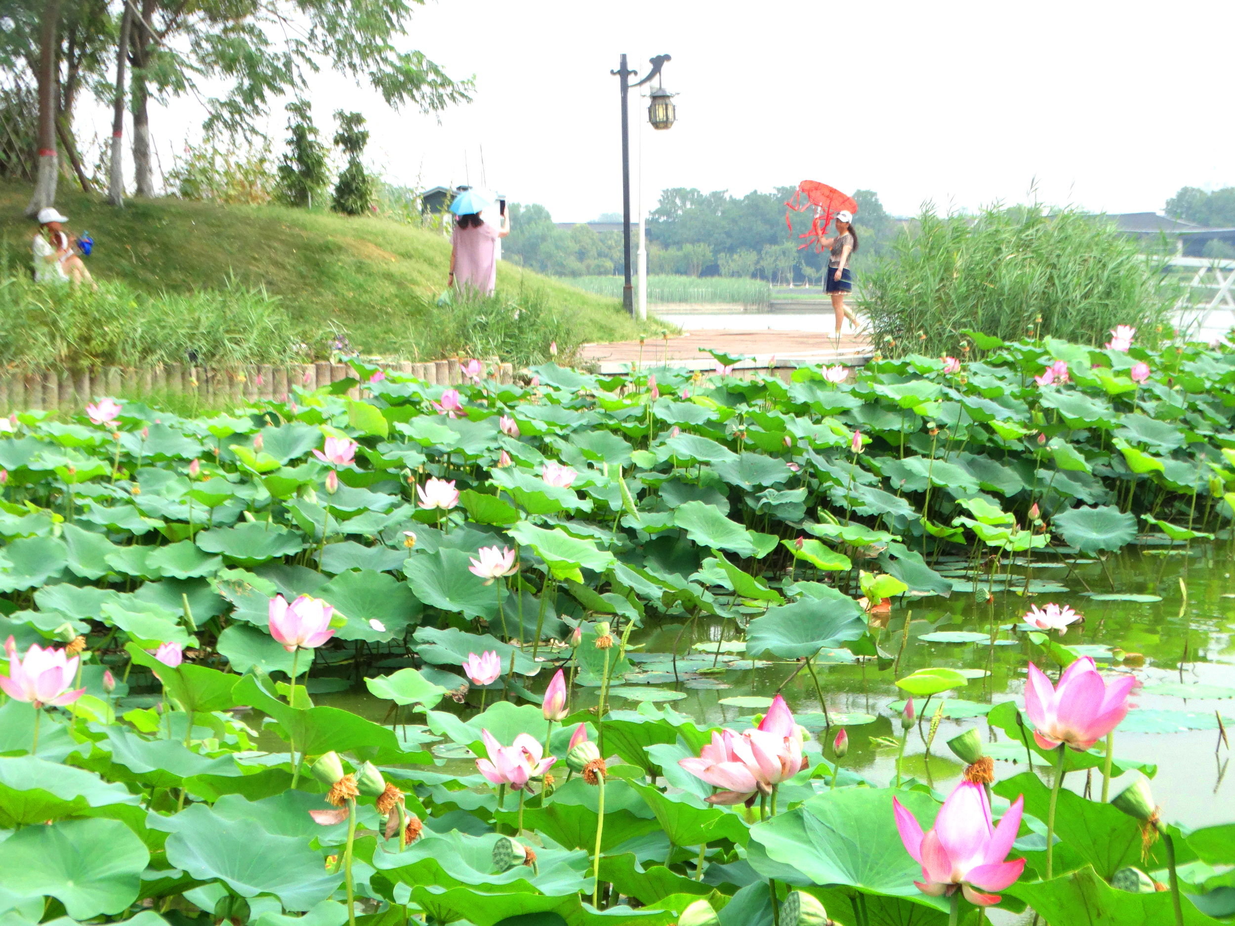 河南开封：荷花娇艳引客来