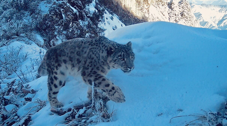 Precious Images of Snow Leopards, Giant Pandas and Other Wild Animals Captured in Dayi Area of Giant Panda National Park_fororder_图片6