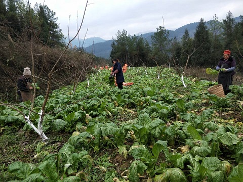 【区县联动】【武隆】武隆区白云乡：优质绿色菜头 持续带动农户增收【区县联动】武隆白云乡：优质绿色菜头带动农户增收