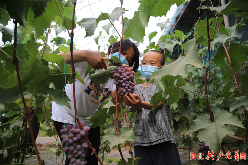 河北迁安：棚室葡萄走俏市场