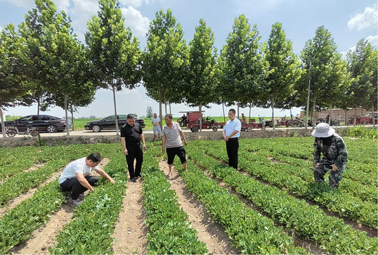 【原创】开封杞县：田间地头送技术 为民服务保丰收_fororder_服务团在杞县邢口镇王寺寨村田间技术服务