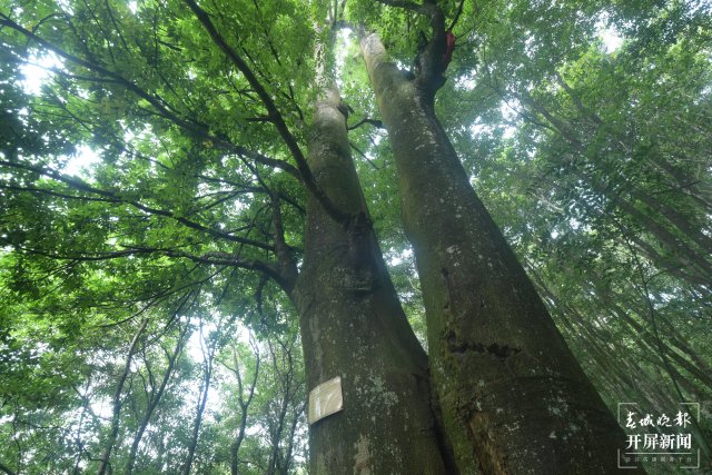 云南罗平岩溶大地上的生物多样性之美