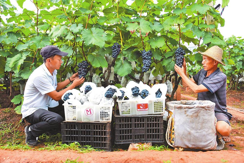 大理巍山：千余亩葡萄开采助农增收_fororder_f3