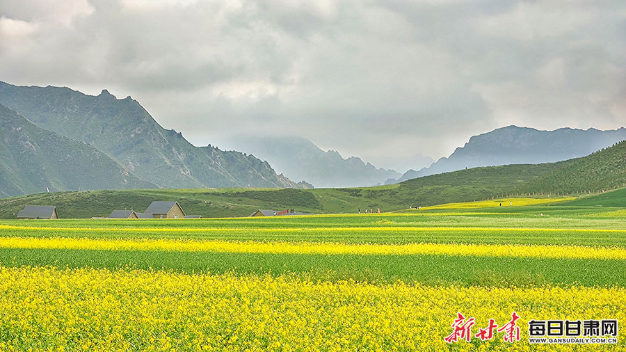 祁连山下享清凉 油菜花海觅诗情 民乐扁都口的夏天不容错过_fororder_3