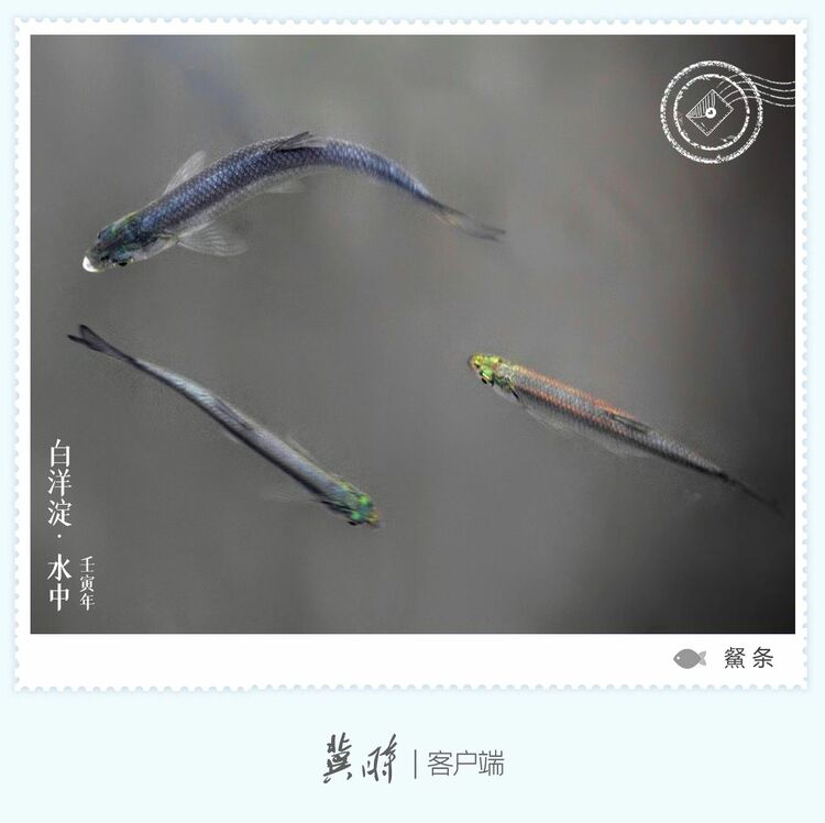 白洋淀： 鱼翔浅底 绿水逶迤