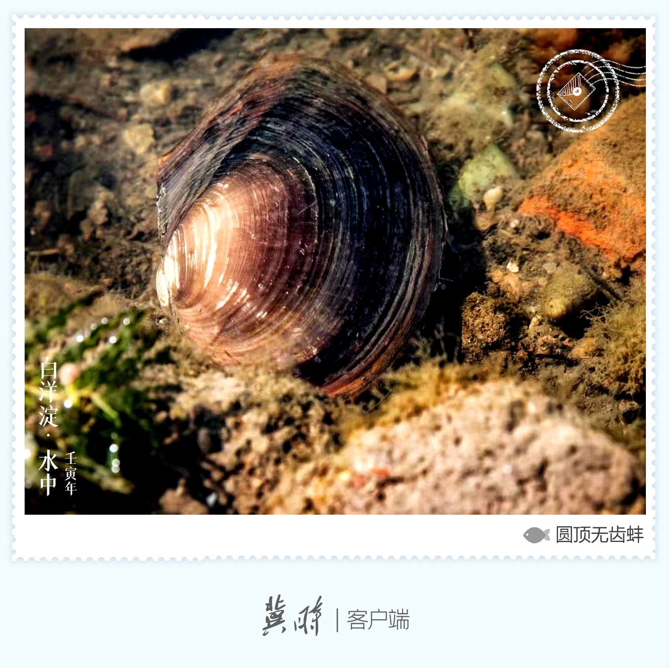 白洋淀： 鱼翔浅底 绿水逶迤