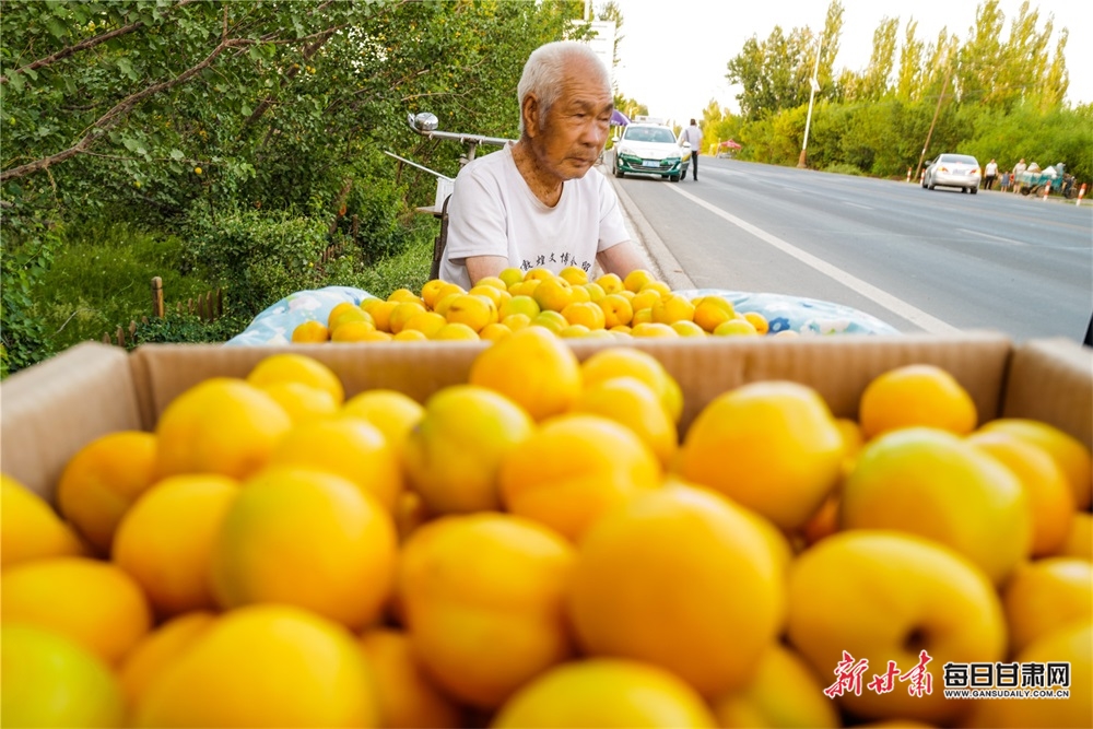 【酒泉】咬一口甜到心里！敦煌李广杏上市啦_fororder_1