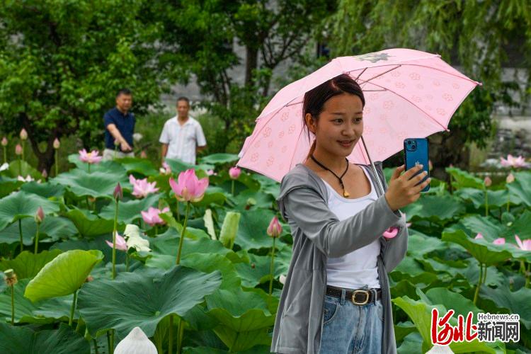 河北遵化：村中公园美 荷花开正好