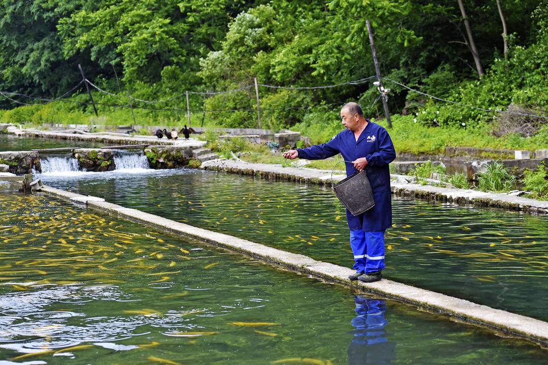 生态养殖养“活”本溪冷水鱼