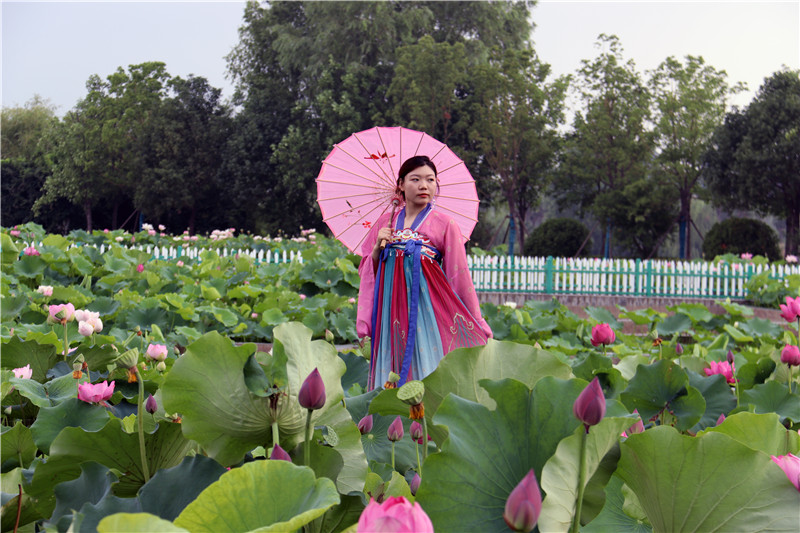 南阳镇平：荷花开 游客来_fororder_荷花宫样美人妆.JPG