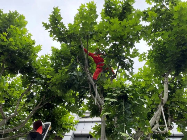 剥芽疏枝 上海虹口1500余棵行道树“大变样”_fororder_图片1