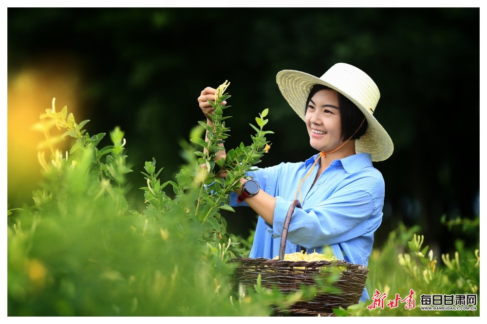 庆阳宁县：小小金银花 开成“幸福花”_fororder_1