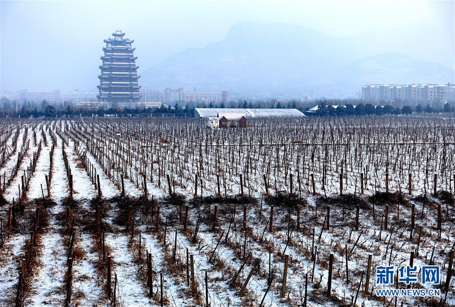 山东多地迎来大面积降雪