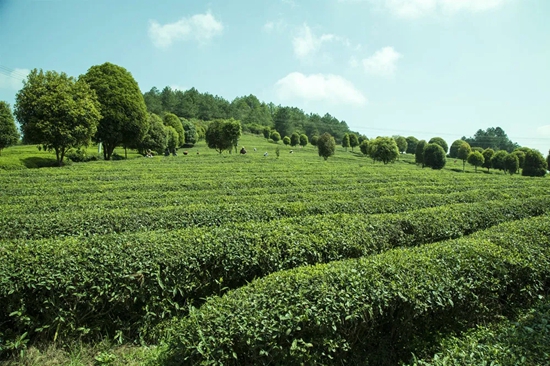 （供稿）贵州都匀：机械化采摘夏茶助农增收_fororder_微信图片_20220719095759