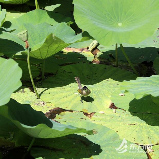 【最下方图片】炎炎夏日荷花盛放 一天之中这个时段赏荷最佳