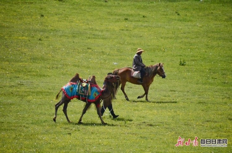 【大美甘肃】定西岷县：骏马驰骋狼渡滩 草原盛会迎客来_fororder_6