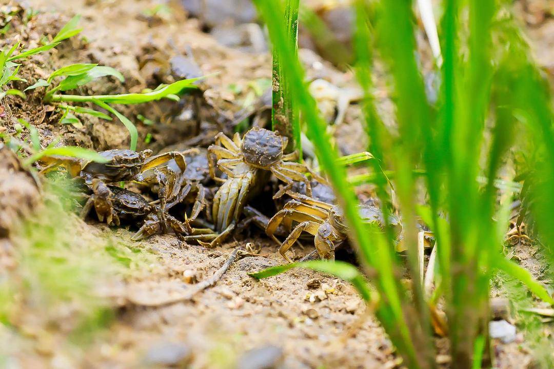 沈阳辽中区：特色产业壮 集体经济强