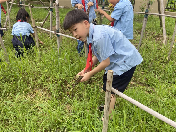 沈阳市勋望小学建农分校：红枫树下添心意 荫荫处处育栋梁_fororder_枫树2