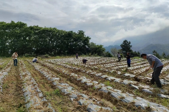 （供稿）贵州思南完成3000亩撂荒地整治_fororder_辣椒种植。兴隆乡供图