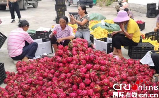 贵州关岭火龙果喜获丰收