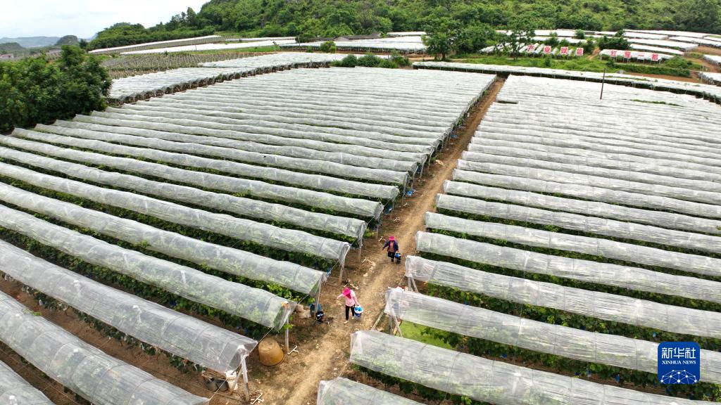 柳州市柳江区：夏日田园采收忙